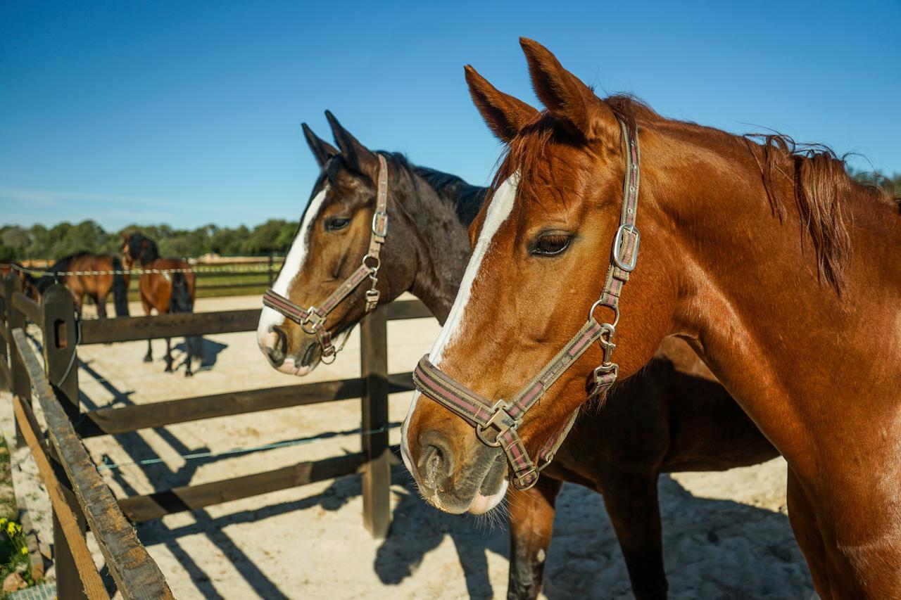 Vmg Horse Ranch (adults Only) Bauernhof *